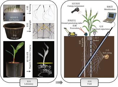 An improved U-Net-based in situ root system phenotype segmentation method for plants